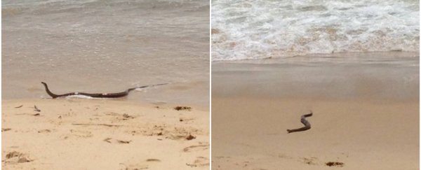 A deadly brown snake has been spotted swimming at an Australian beach between the flags