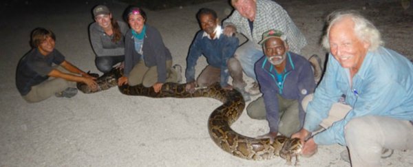 A snake-catching tribe from India is helping Florida clean up its loose pythons