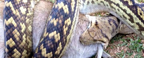 People are freaking out over this snake devouring an entire wallaby