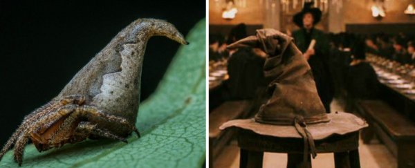 Scientists have named this new 'Sorting Hat' spider after a Harry Potter character