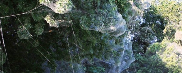 Thousands of spiders worked together to build this giant communal web