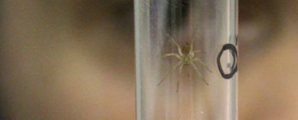 A UK zoo has been releasing hundreds of huge spiders into the wild