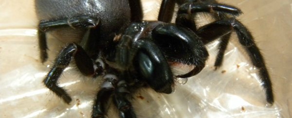 This Australian zoo is urging the public to catch deadly spiders for them