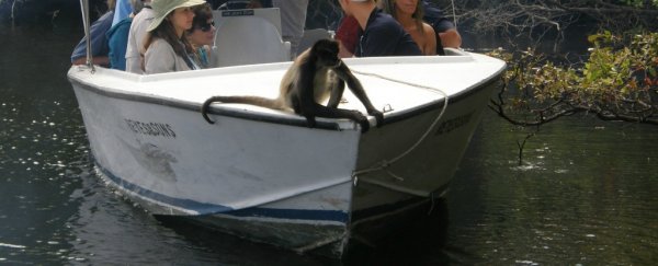 Monkeys could have floated to North America 21 million years ago