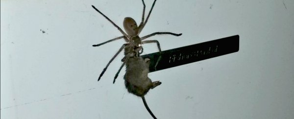 Watch this giant Australian spider drag a mouse up a refrigerator and into your nightmares