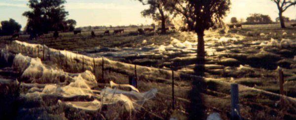 Millions of baby spiders have rained down on rural Australia