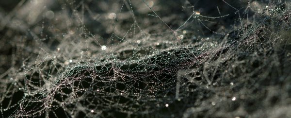 Researchers have created an antibiotic spider silk that heals wounds