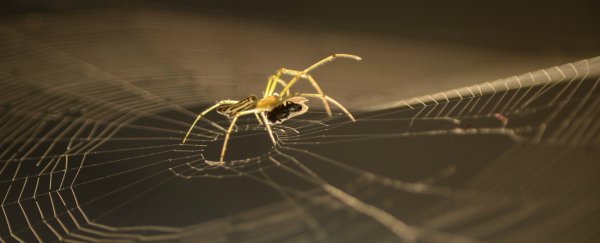 Spiders don't have ears, but they can boost their 'hearing' through giant webs