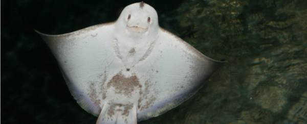This stingray just got caught chewing its food like a human