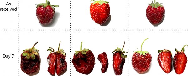 New plastic-free wrap keeps fruit fresh for more than a week outside the fridge