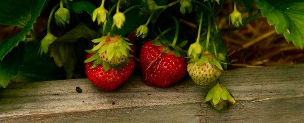 This grad student is developing strawberries that can be grown in space