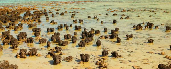 Complex life could have existed on Earth at least once before