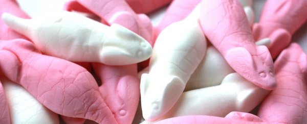 Sugar may be as damaging to the brain as extreme stress or abuse