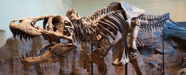 We've been imagining T. Rex roars all wrong, study finds