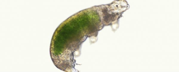 New research casts doubt on the claim that tardigrades get 1/6 of DNA from other species
