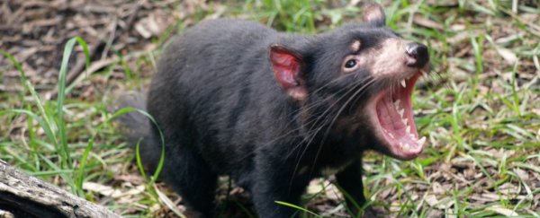 Why reintroducing the Tassie devil would balance Australia's ecosystem