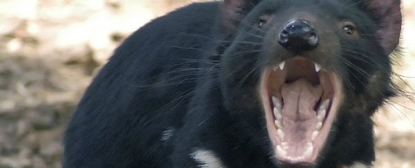 Huge 'hypercarnivorous' marsupial used to roam Australia
