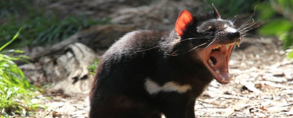 Scientists might have finally found a way to stop the parasitic cancer wiping out Tasmanian devils