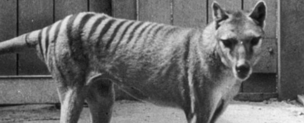 Researchers have reconstructed the brain of the extinct Tasmanian tiger