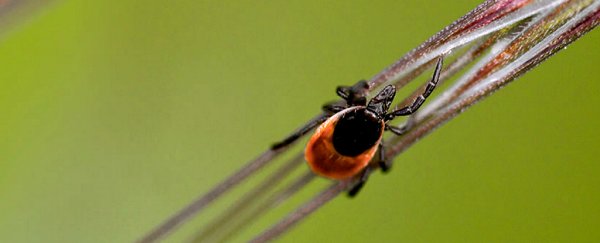 Long-forgotten research suggests a secondary bacterium behind Lyme disease