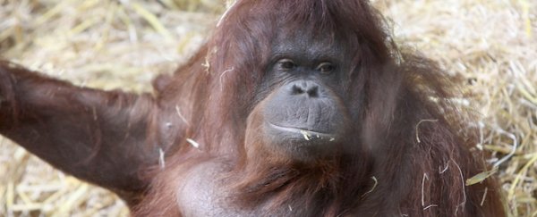 A wild-born orangutan has learned to communicate like a human