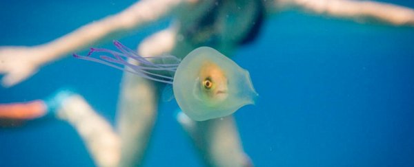 This fish trapped inside a jellyfish is probably having a worse day than you