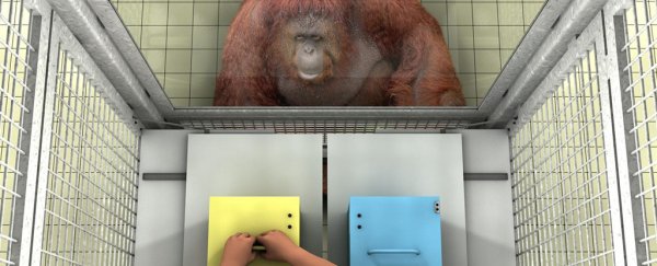 Apes can tell when we believe something that isn't true, and take pity on us