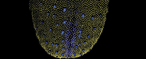 World first images of taste at work on the tongue