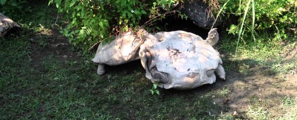 WATCH: This giant tortoise rescues his overturned friend