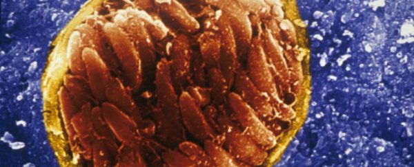 A brain parasite has been linked to an increased risk of rage disorder