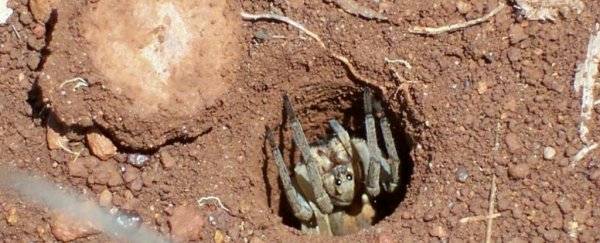 Trapdoor spiders made a terrifying ocean voyage to move to Australia