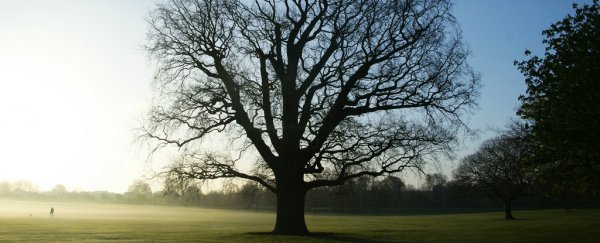 Trees might have just been caught 'sleeping' for the first time