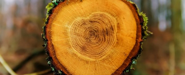 Evidence of ancient solar storms is locked up in tree rings