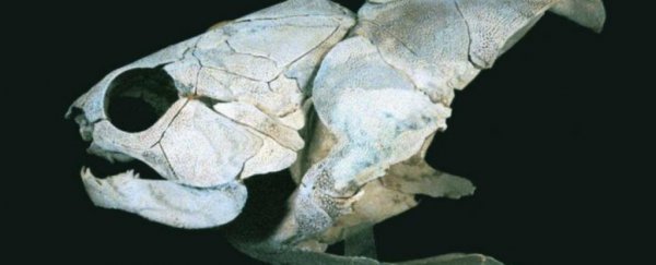 A new Tree of Life is challenging our ideas about vertebrate evolution