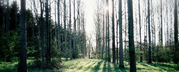 The number of trees on Earth has almost halved since civilisation began