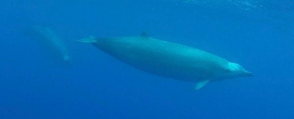 This is the first underwater footage of one of the rarest whales on Earth