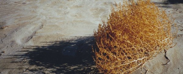 Tumbleweeds are out of control in California and that's a big problem