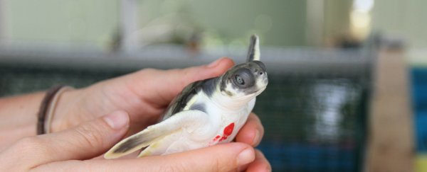 These 26 baby turtles are about to become scientific pioneers