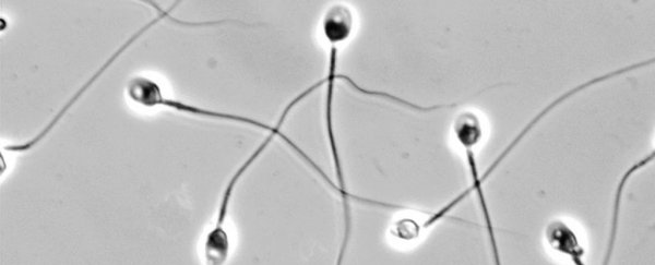 Scientists think they've found the key to making reversible, non-hormonal male contraceptives