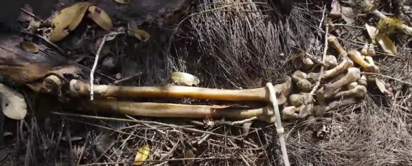 30 people have already donated their bodies to Australia's first 'body farm'