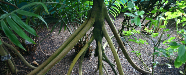 These trees in Ecuador are reportedly 'walking' up to 20 metres per year