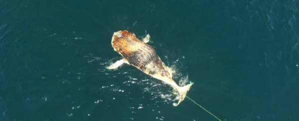 The same dead whale keeps washing up on Californian beaches
