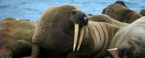 Nature is cruel: Walruses can't stop using dead birds as their sick play things