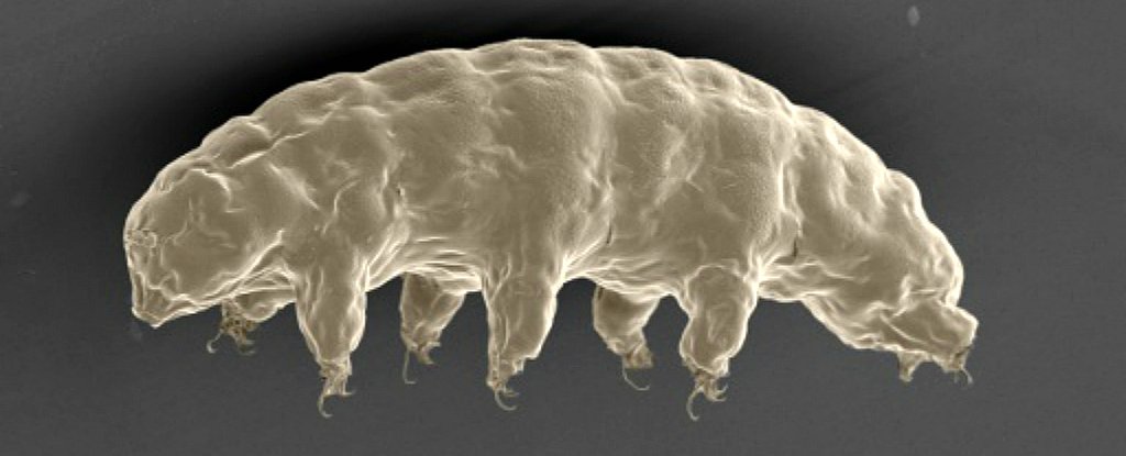 We Finally Know How Water Bears Became So Damn Unkillable