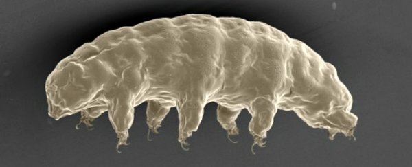 We finally know how water bears became so damn unkillable