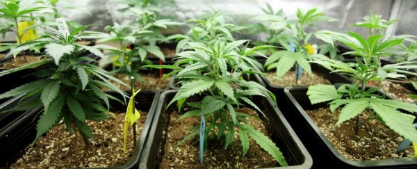 The FDA Would Like to Remind You That Pot Doesn't "Cure" Cancer