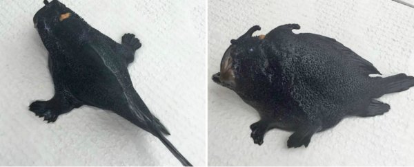 This bizarre fish with legs has been discovered off the coast of New Zealand