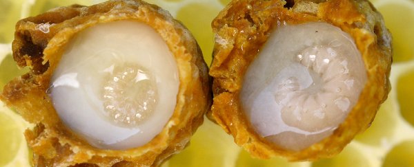 This molecule found in royal jelly is the secret ingredient to speed up wound healing