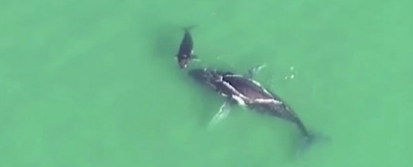 A whale calf just helped push its mother to freedom after getting stranded on a sandbank