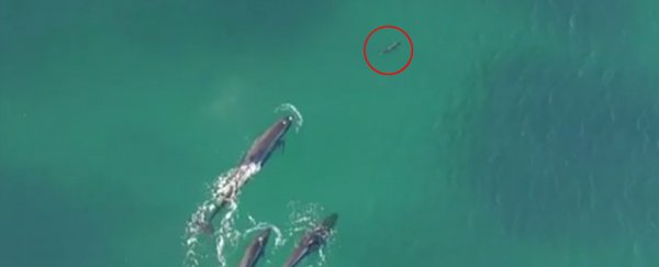 Rare aerial footage reveals a pod of whales chasing down a shark